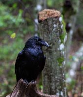 IMG_0957